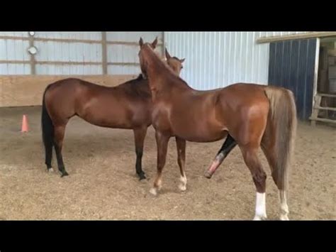 Horse fucking action with a massive cumshot in the end .